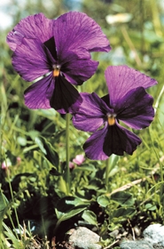 Viola calcarata / Viola con lo sperone